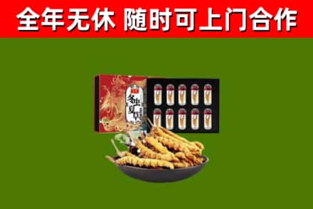 吐鲁番回收冬虫夏草价格