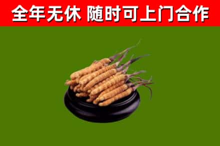 吐鲁番烟酒回收冬虫夏草.jpg