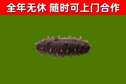 吐鲁番烟酒回收干海参.jpg